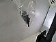 Genuine Renault Kangoo MK1 Seat Belt 7701206066
